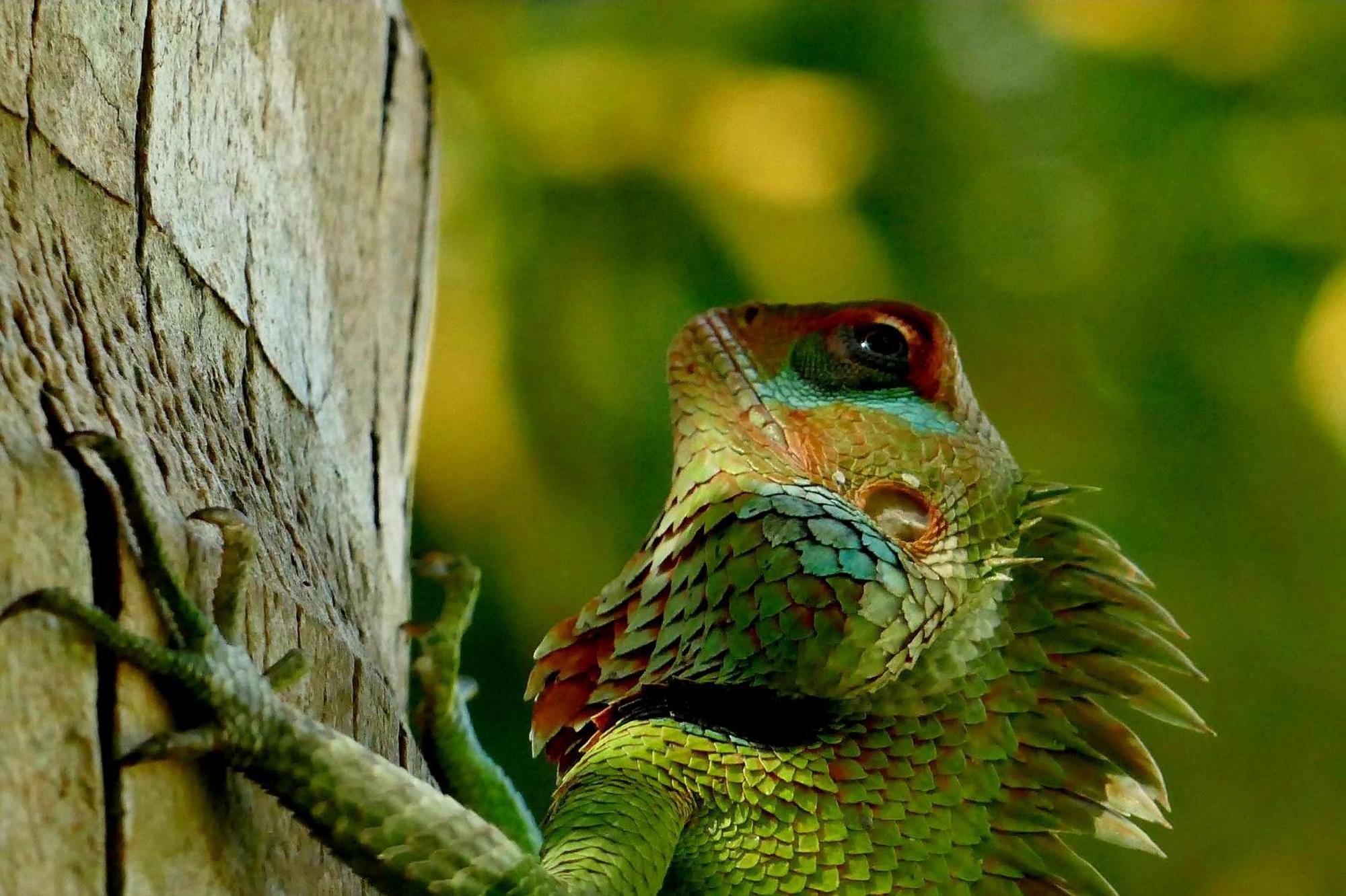 Singharaja Garden Agro Eco Lodge Pelawatta  Eksteriør bilde