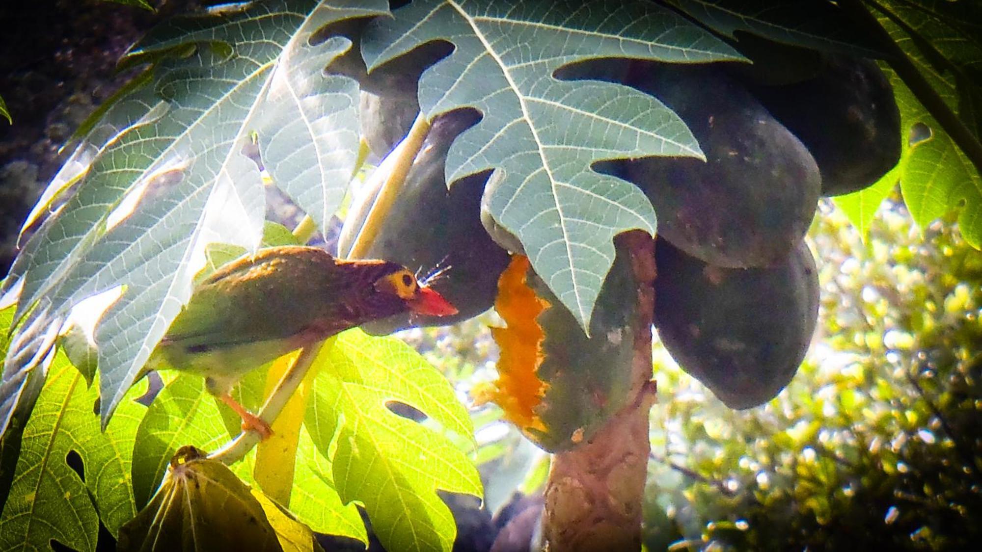 Singharaja Garden Agro Eco Lodge Pelawatta  Eksteriør bilde